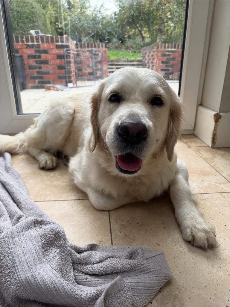 564085971-17899395450295784-435014401684952493-n